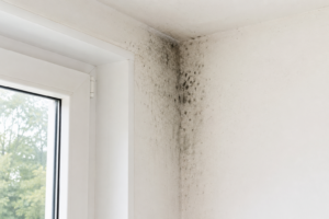 Schimmelflecken in einer Zimmerecke an der Wand in Heusweiler